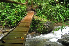 bridge-forest.jpg