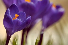 crocus-bloom.jpg