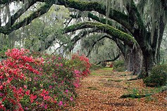 flowered-path.jpg